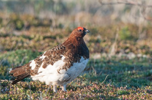 Willow Ptarmigan